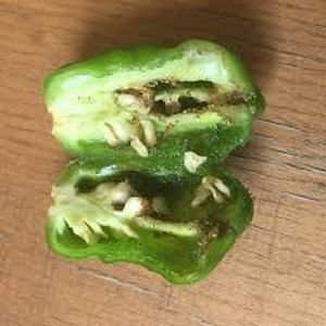 uploads/images/pest/capsicum maggots.jpg